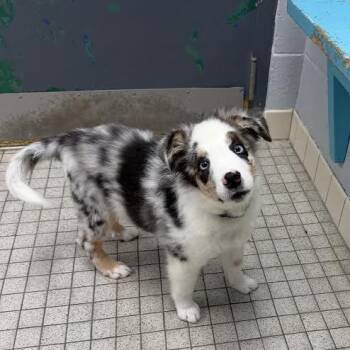 Lure -  Australian Shepherd and Miniature Poodle Dog for Adoption in Camden, Delaware - Lure | PetCurious