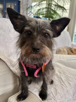 Yorkshire Terrier and Cairn Terrier Dogs Available for Adoption - Daisy | PetCurious