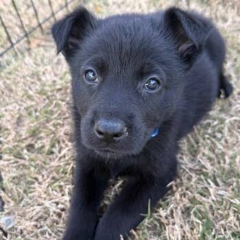 Border Collie Dogs Available for Adoption - Rocky | PetCurious