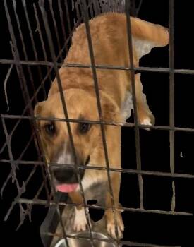 Junie B Jones -  Shepherd Dog for Adoption in Newport, Kentucky - Junie B Jones | PetCurious