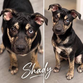 Shady * -  Husky and Mountain Cur Dog for Adoption in Wadena, Minnesota - Shady * | PetCurious