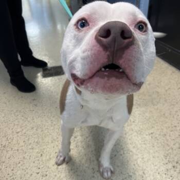 Rescue English Bulldog Dogs for Adoption in Loxahatchee Groves, Florida - Dewey 9757 | PetCurious