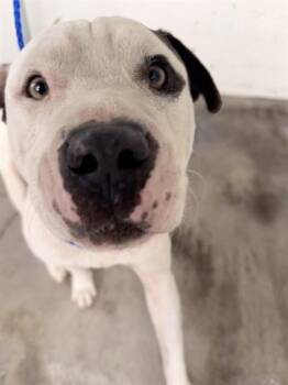 BUDDY -  American Bulldog Dog for Adoption in Doral, Florida - BUDDY | PetCurious