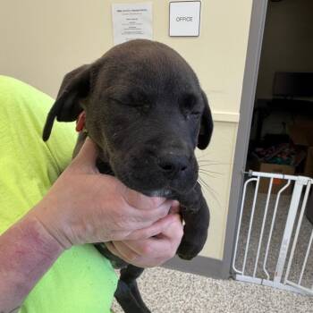 Black Labrador Retriever and Pit Bull Terrier Dogs Available for Adoption - Bella | PetCurious