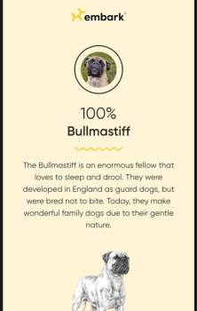 Arti -  Bullmastiff Dog for Adoption in Saginaw, Michigan - Arti | PetCurious
