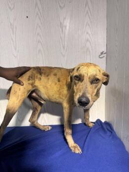 Catahoula Leopard Dog Dogs Available for Adoption in Opelousas, Louisiana - CHICO | PetCurious