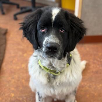 Newfoundland Dog Dogs Available for Adoption - Polo | PetCurious