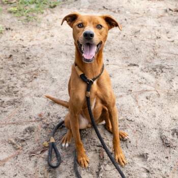 Elaine -  Mixed Breed Dog for Adoption in Gainesville, Florida - Elaine | PetCurious