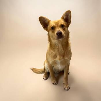 Luca -  Australian Shepherd Dog for Adoption in Kenedy, Texas - Luca | PetCurious