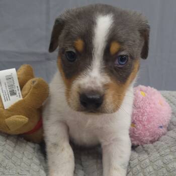 Rescue Pointer and Mixed Breed Dogs for Adoption - Dapple (Inkspot Litter) | PetCurious