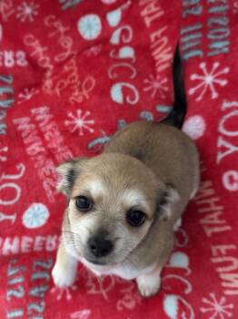 26Patachouli -  Chihuahua and Terrier Dog for Adoption in Shingle Springs, California - 26Patachouli | PetCurious