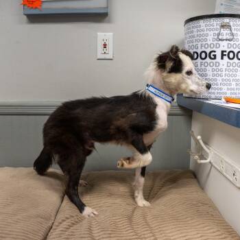 Alpaca -  Border Collie and Australian Shepherd Dog for Adoption in Pawling, New York - Alpaca | PetCurious