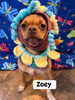 Mixed Breed Dogs Available for Adoption in Dunmore, Pennsylvania - Zoey | PetCurious