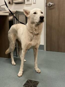 Rescue German Shepherd Dog Dogs for Adoption in Baytown, Texas - BLANCA | PetCurious