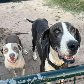 Rescue American Staffordshire Terrier Dogs for Adoption in Kempner, Texas - Felicity | PetCurious