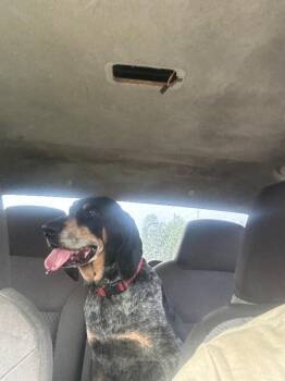 Blue -  Bluetick Coonhound Dog for Adoption in Thomasville, Alabama - Blue | PetCurious