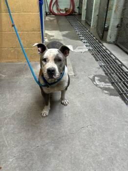 Pit Bull Terrier Dogs Available for Adoption in Stockton, California - DAISY | PetCurious