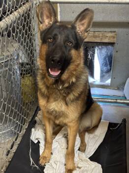 Rescue German Shepherd Dog Dogs for Adoption in Kirkland, Washington - Rendy - Handsome GSD Needs Foster | PetCurious