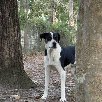 Paddington -  Mixed Breed and Labrador Retriever Dog for Adoption in Orangeburg, South Carolina - Paddington | PetCurious
