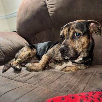 Zeus -  Terrier Dog for Adoption in Atlanta, Georgia - Zeus | PetCurious