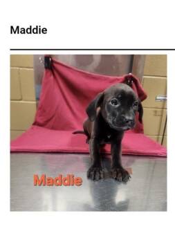 Maddie -  Labrador Retriever Dog for Adoption in Westport, Connecticut - Maddie | PetCurious