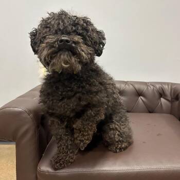 Poodle and Maltese Dogs Available for Adoption in Cabot, Arkansas - (HOLD)(Found) Scotty | PetCurious