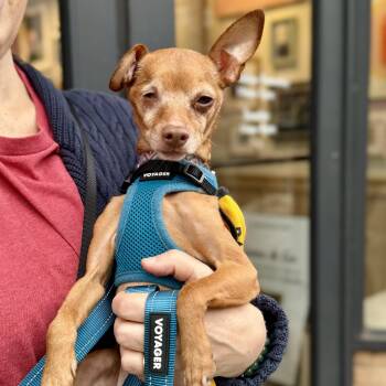 Chihuahua Dogs Available for Adoption in New York, New York - The Wow! | PetCurious