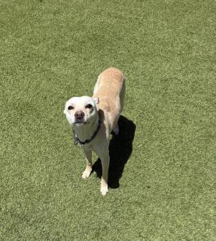 Chihuahua Dogs Available for Adoption in Phoenix, Arizona - Nilla | PetCurious