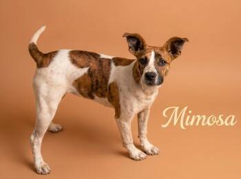 Mixed Breed Dogs Available for Adoption in Rutherfordton, North Carolina - Mimosa | PetCurious