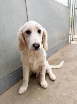 Bernese Mountain Dog and Poodle Dogs Available for Adoption in Severance, Colorado - Baron | PetCurious