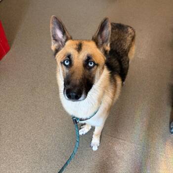 Rupert -  German Shepherd Dog and Husky Dog for Adoption in Council Bluffs, Iowa - Rupert | PetCurious
