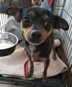 Chavito -  Chihuahua Dog for Adoption in Albuquerque, New Mexico - Chavito | PetCurious