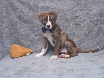 Boxer and Mixed Breed Dogs Available for Adoption - Denver | PetCurious