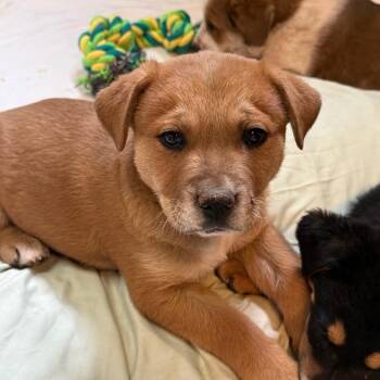 Mixed Breed Dogs Available for Adoption - Mustard | PetCurious