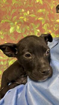 Shepherd and Mixed Breed Dogs Available for Adoption in San Antonio, Texas - Spurs | PetCurious