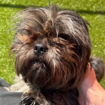 Shih Tzu and Mixed Breed Dogs Available for Adoption in Northville, Michigan - Olly | PetCurious