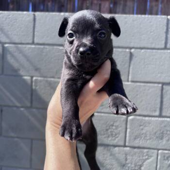 Luna -  Terrier and Mixed Breed Dog for Adoption in San Diego, California - Luna | PetCurious