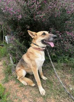 German Shepherd Dog Dogs Available for Adoption in Greeneville, Tennessee - Bella ( Cat Friendly Dog Friendly Kid Friendly ) | PetCurious