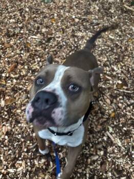 Scooby -  Pit Bull Terrier Dog for Adoption in Stratham, New Hampshire - Scooby | PetCurious