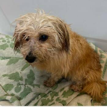 Maltese and Mixed Breed Dogs Available for Adoption in Houston, Texas - Coral | PetCurious