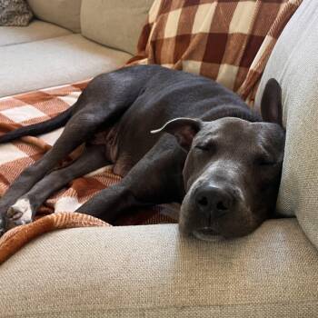 Labrador Retriever and Pit Bull Terrier Dogs Available for Adoption - Laya | PetCurious