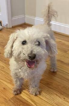 Bruce -  Miniature Poodle Dog for Adoption in Clarkesville, Georgia - Bruce | PetCurious