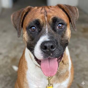 Tyson -  Boxer and American Staffordshire Terrier Dog for Adoption in Austin, Texas - Tyson | PetCurious