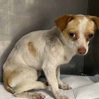 Chihuahua Dogs Available for Adoption - TXAC-Stray-19704 | PetCurious