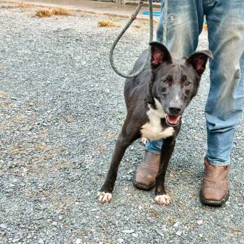 Bernard -  Border Collie and Mixed Breed Dog for Adoption in Washington, District Of Columbia - Bernard | PetCurious