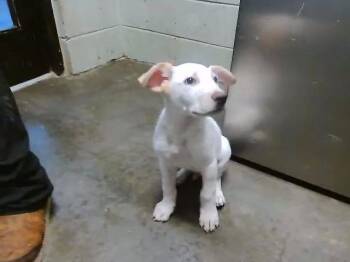 Australian Cattle Dog Blue Heeler and Mixed Breed Dogs Available for Adoption in Tulsa, Oklahoma - ROBIN | PetCurious
