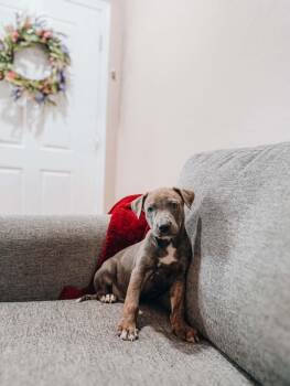 Levi -  Pit Bull Terrier Dog for Adoption in Goodyear, Arizona - Levi | PetCurious