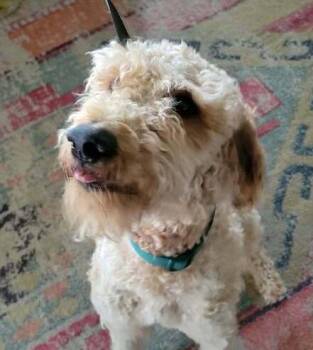 Snickers (aka Canelo) -  Goldendoodle Dog for Adoption in Aurora, Colorado - Snickers (aka Canelo) | PetCurious
