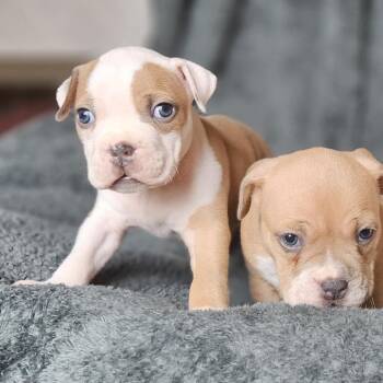 Miss Piggy - Nemo -  Pit Bull Terrier Dog for Adoption in Fairfax Station, Virginia - Miss Piggy - Nemo | PetCurious