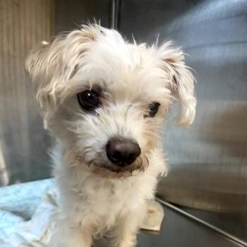 Terrier and Mixed Breed Dogs Available for Adoption - Jackson | PetCurious